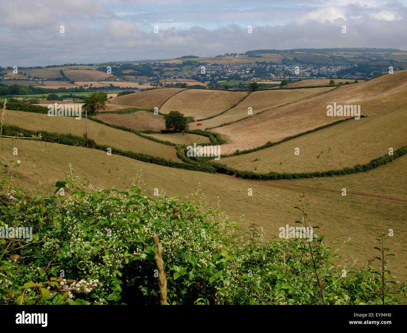 Sanfte Hügel des ländlichen Devon Landschaft, Netherton, Devon, UK Stockfoto