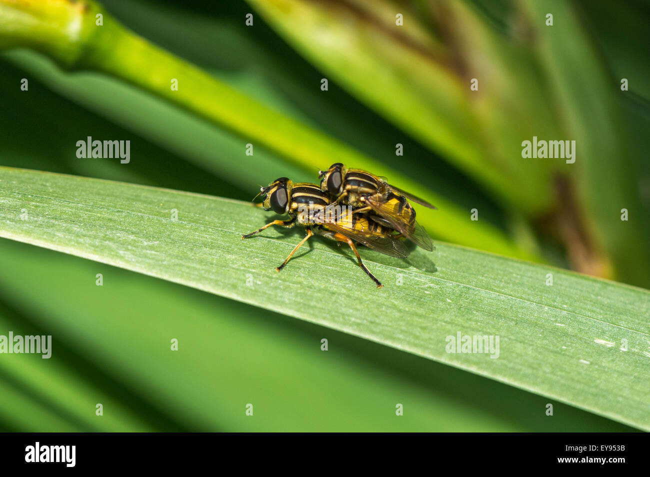 Männliche und weibliche Schwebfliegen Paarung. Stockfoto