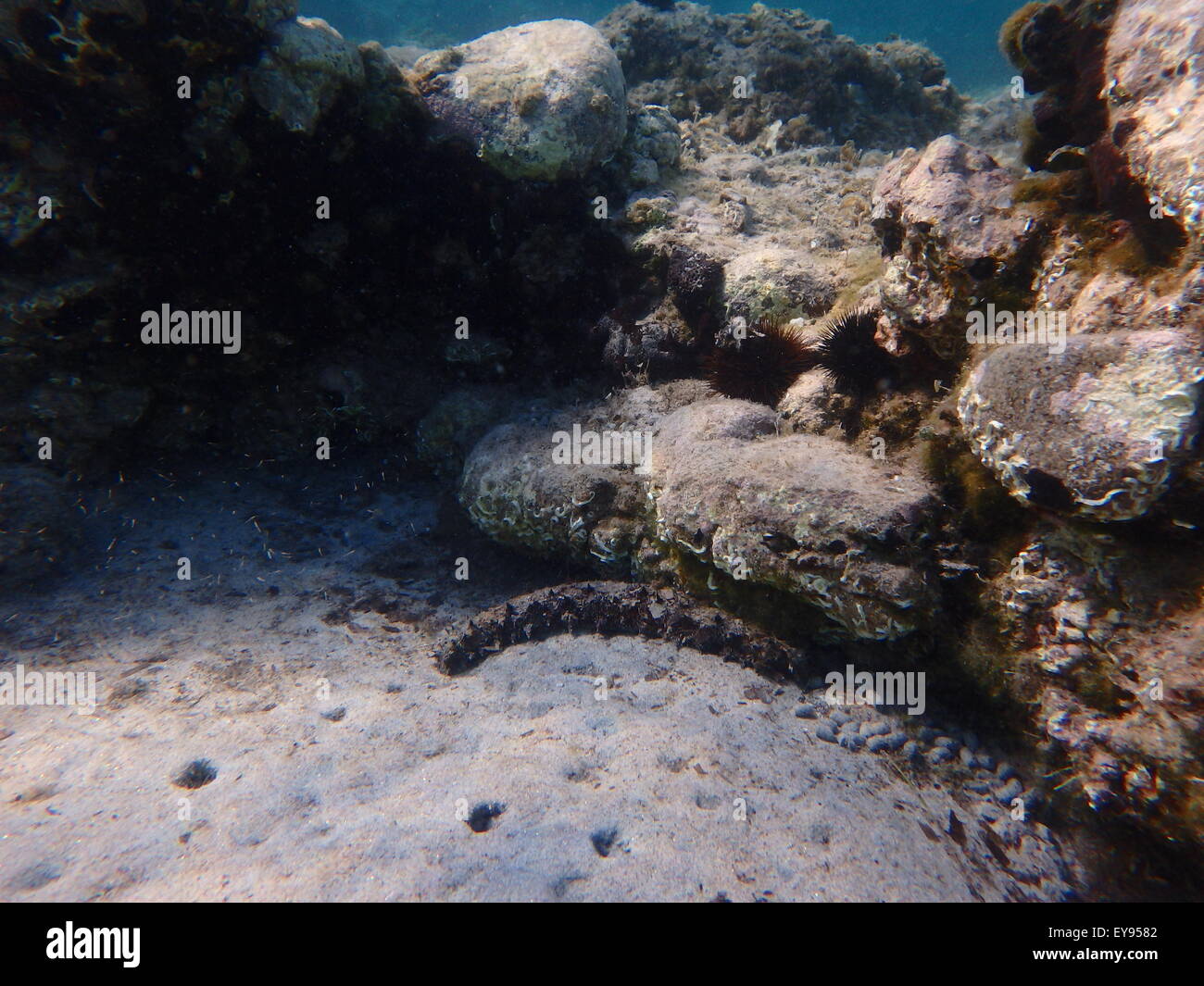 Leben im Meer, Muscheln, Tiere und Fische an der Unterseite des Meeres, Unterwasser-Fotografie. Stockfoto