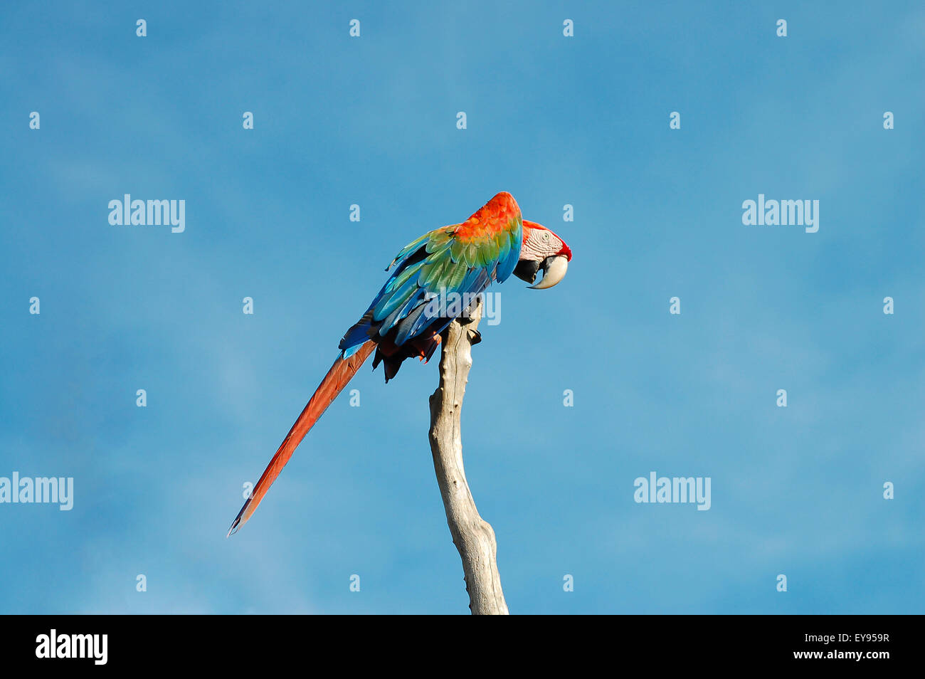 Ara bunten Gefieder - Venezuela Stockfoto