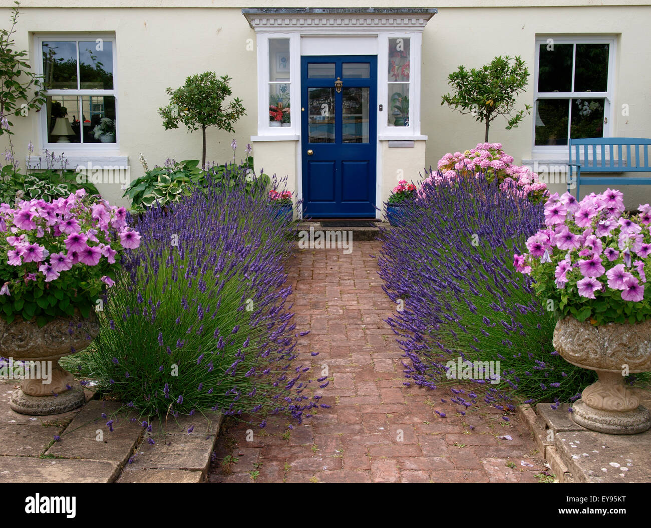 Weg zum Haus-Eingangstür eingefaßt mit Lavendel, Shaldon, Devon, UK Stockfoto