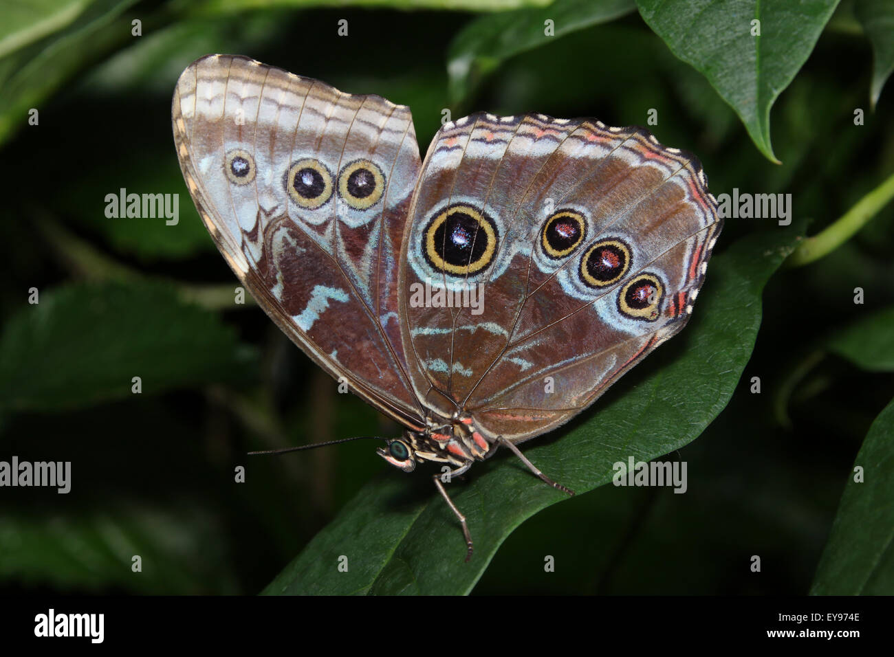 Schmetterling. The Emperor Blue Morpho Peleides, gemeinsame Morpho, Morpho Peleides. Das Schmetterlingshaus in Niagara Parks Botani Stockfoto