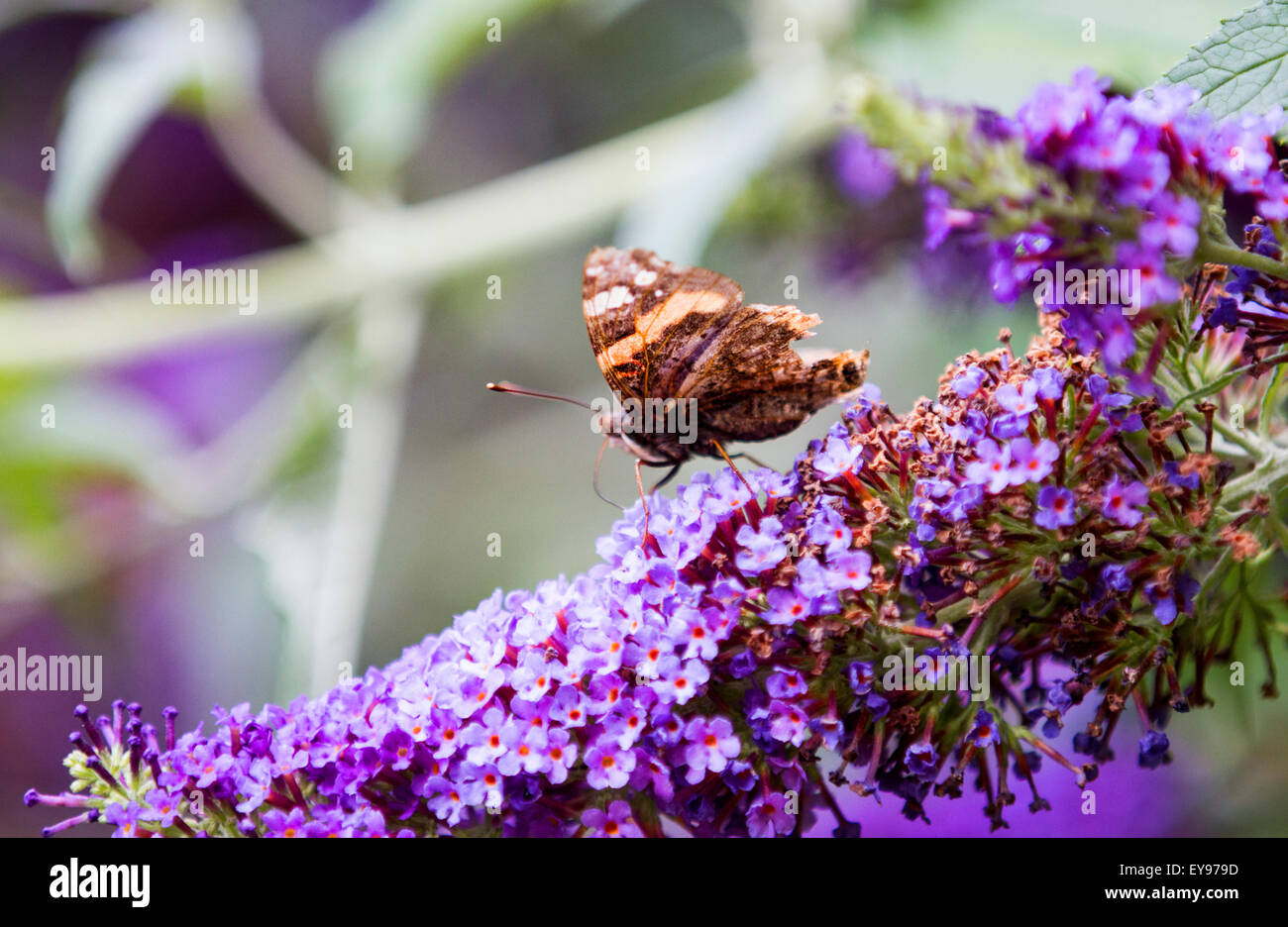 Red Admiral Schmetterling während 2015 Schmetterling gross Graf Aalen in der Sonne auf einer Budlia-Blume in Surrey England UK Stockfoto