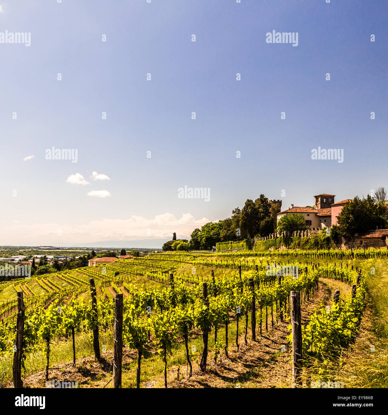 Anbau der Weinrebe in der italienischen Landschaft in einem stürmischen Sommertag Stockfoto
