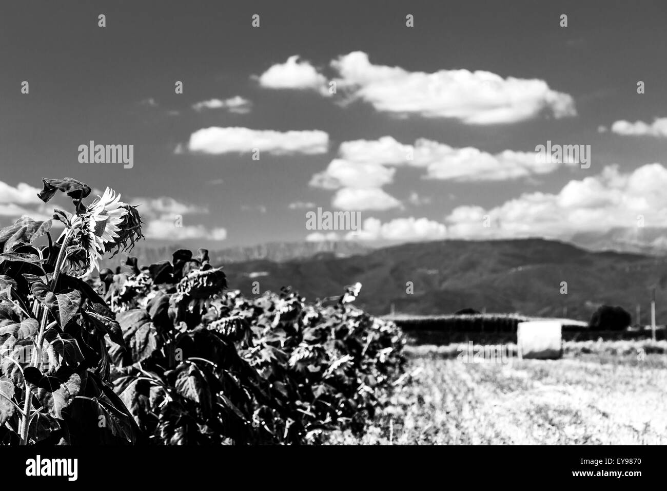 Sonnenblumen Feld in der Landschaft der Region Friaul-Julisch-Venetien, Italien Stockfoto