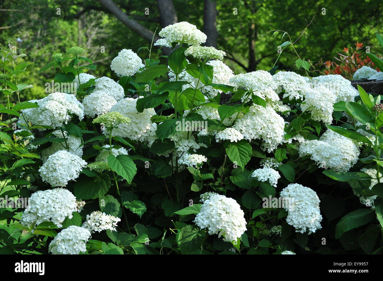 Weiße Hortensie Blumen Stockfoto