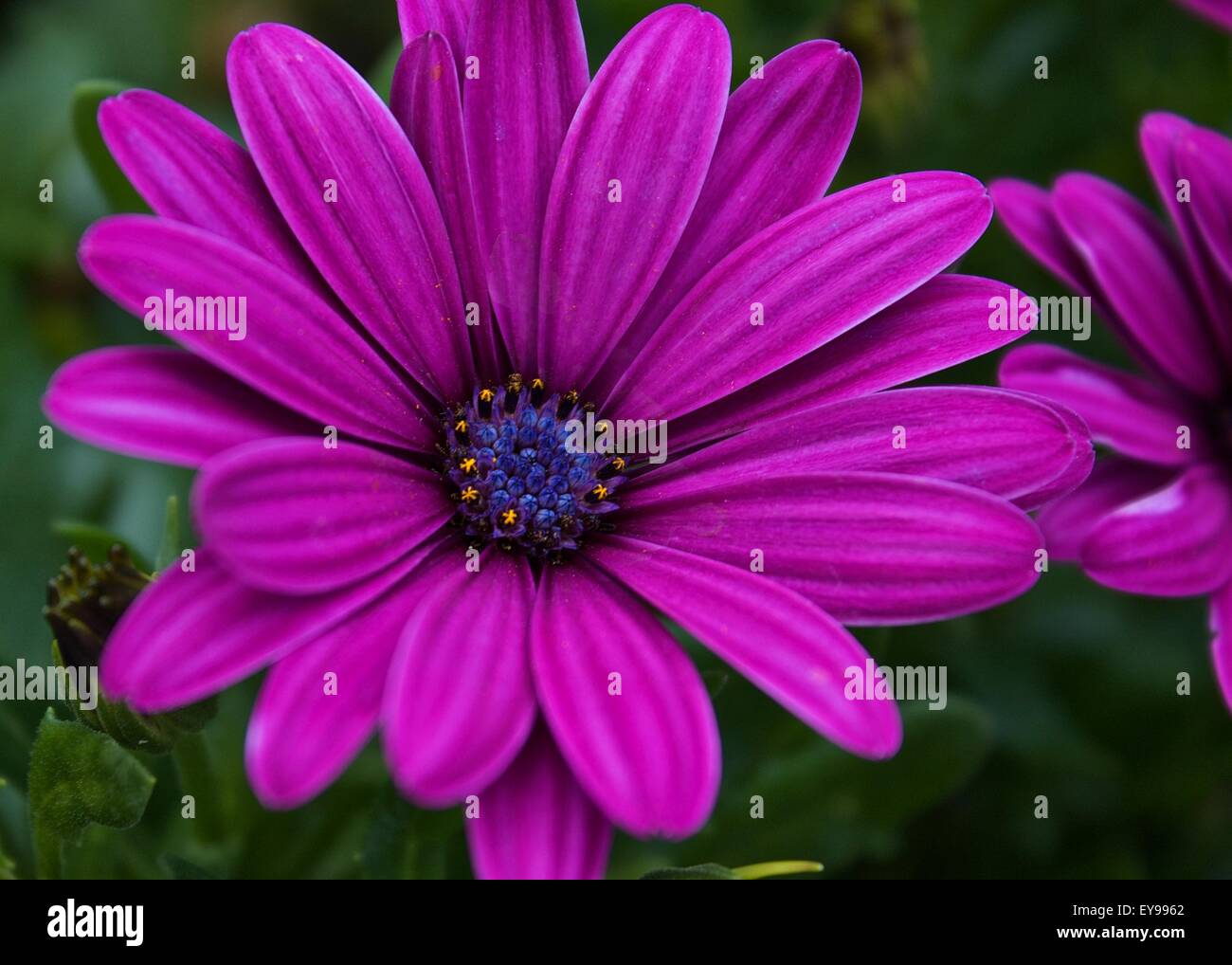 Eine atemberaubende purpurrote Blume in voller Blüte. Stockfoto