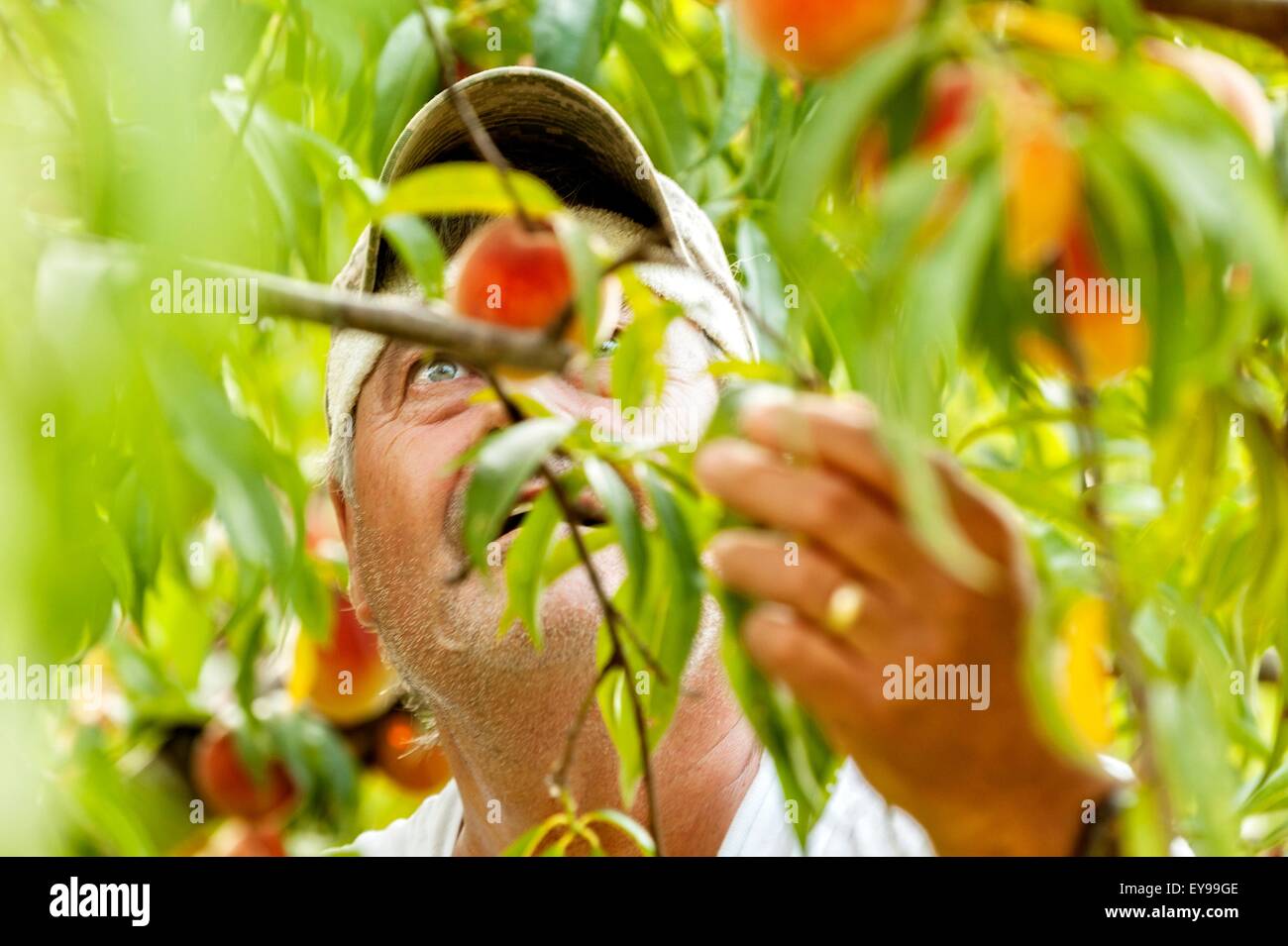 Fred Taylor hält ein scharfes Auge für alle Pfirsiche, die bereit sind, wählen Sie. Stockfoto