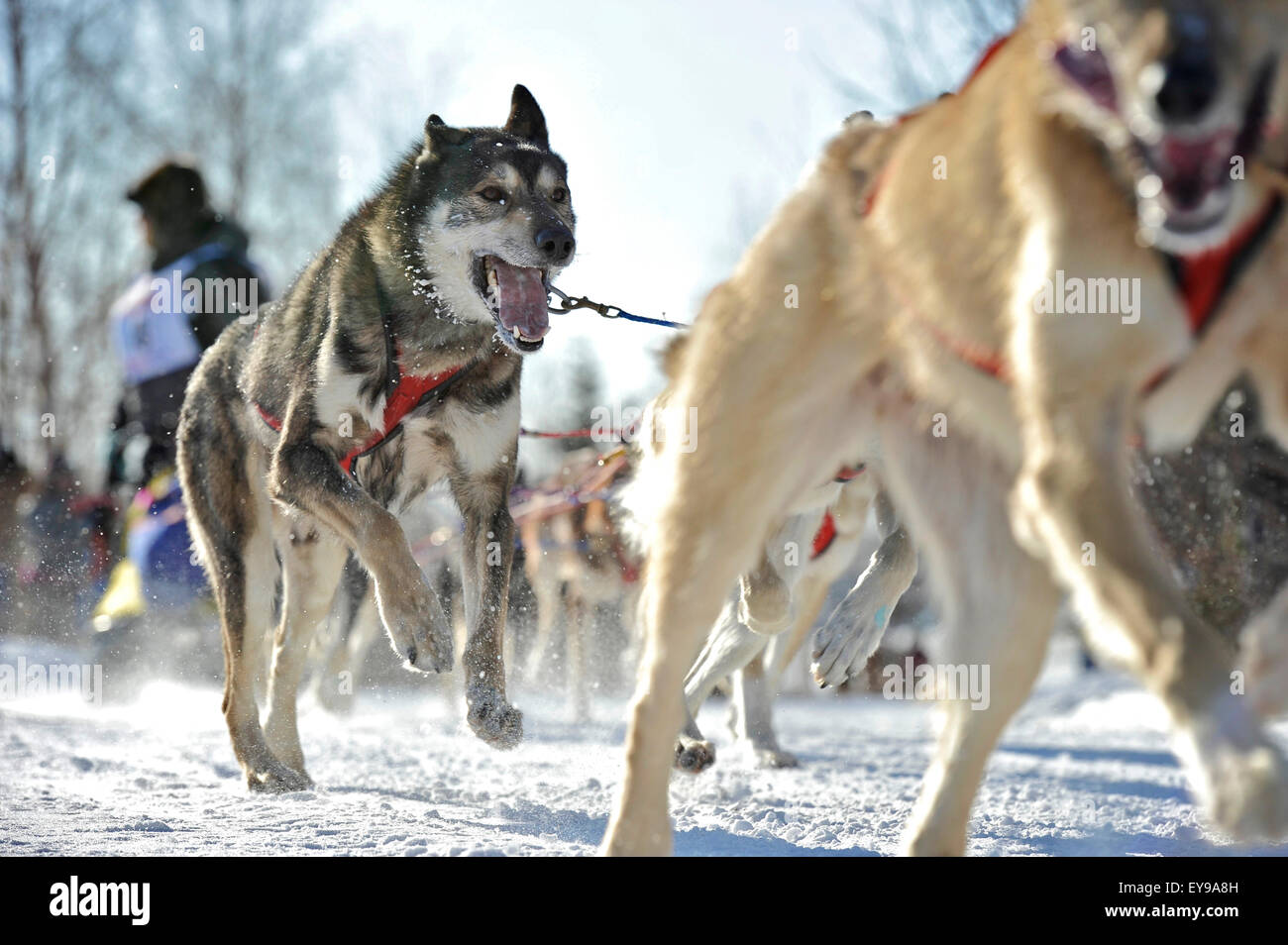 Hunde-Teams laufen durch die Stadt für die 2011 Fur Rondy Weltmeisterschaft Schlittenhunde Rennen in Anchorage, Alaska Stockfoto