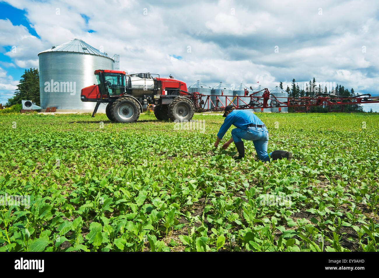 Ein Landwirt Pfadfinder Unkraut in einem frühen Wachstum Raps Feld neben einer hoher Bodenfreiheit Sprayer, in der Nähe von Dugald; Manitoba, Kanada Stockfoto
