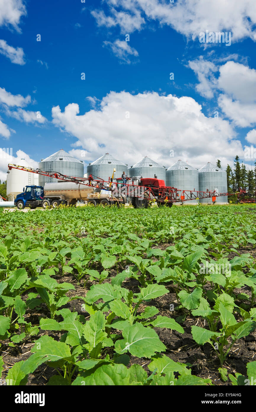 Frühe Wachstum Raps mit hohen Bodenfreiheit Spritzanlage mit Herbizid, in der Nähe von Dugald laden Bauern; Manitoba, Kanada Stockfoto