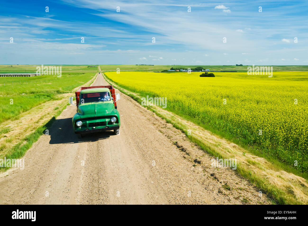 Ein Mann, einen alte LKW fahren auf einer Landstraße mit blühenden Senf Feld auf der rechten Seite, in der Nähe von Ponteix; Saskatchewan, Kanada Stockfoto
