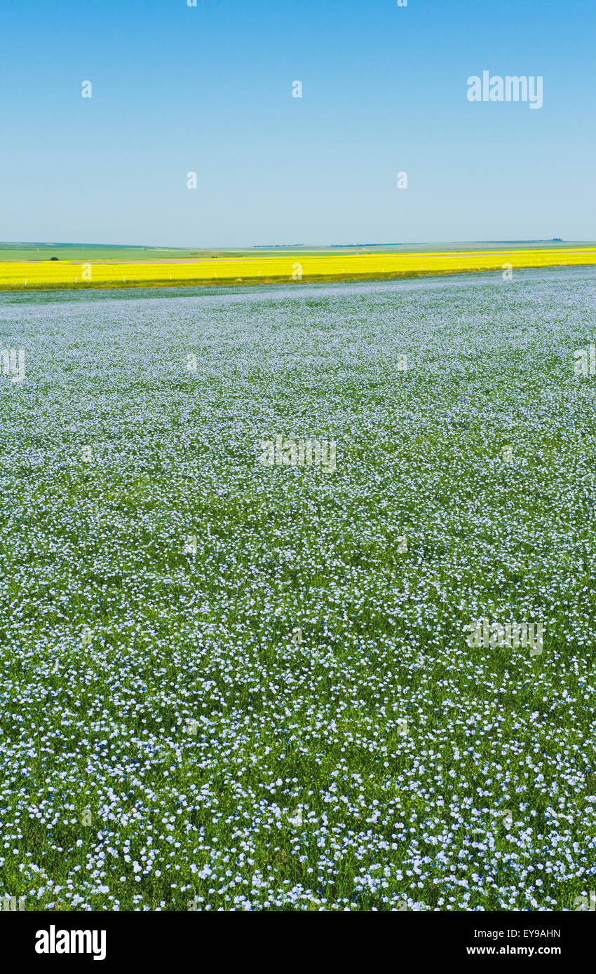 Blühenden Flachs-Feld, in der Nähe von Ponteix; Saskatchewan, Kanada Stockfoto