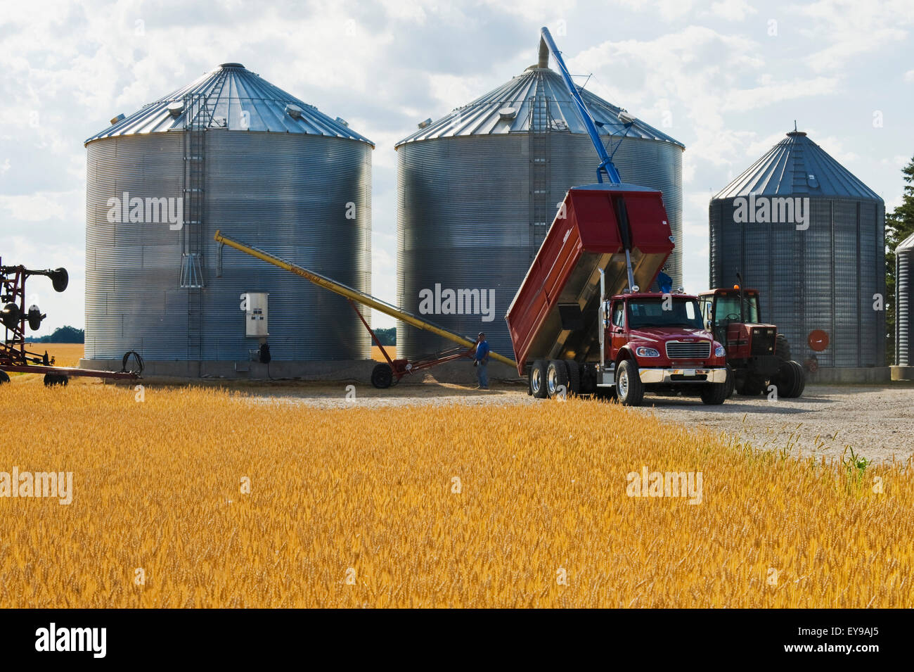 Geerntete Gerste wird in einem Silo, Weizenfeld im Vordergrund, in der Nähe von Dugald abstürzte; Manitoba, Kanada Stockfoto