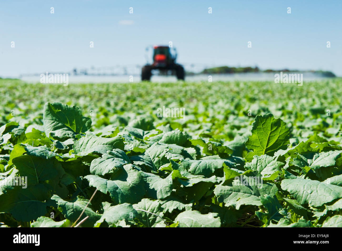 Eine hoher Bodenfreiheit Sprayer gilt Herbizid für frühen Wachstum Raps, in der Nähe von Dugald; Manitoba, Kanada Stockfoto