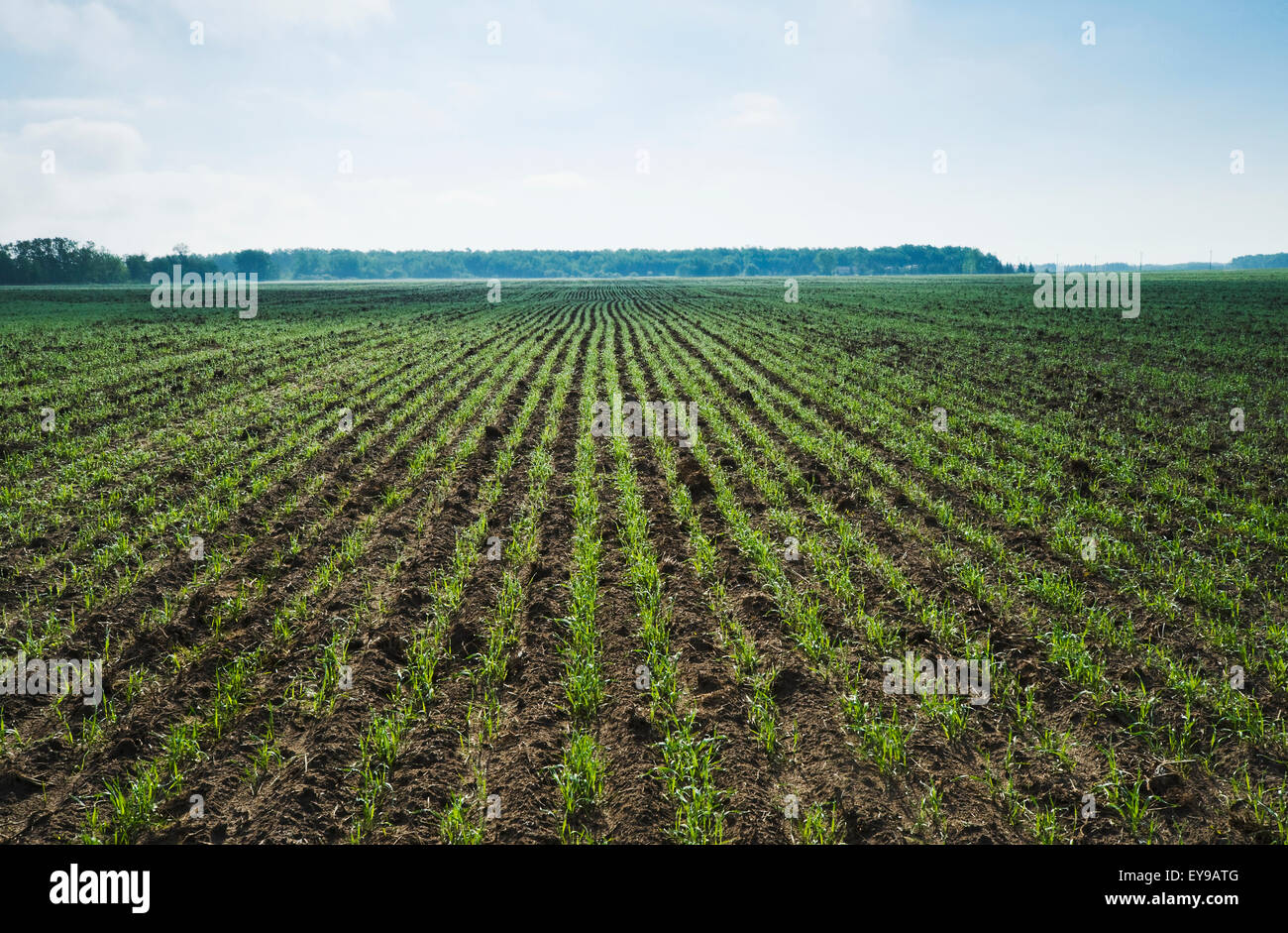 Eine frühe Wachstum Weizenfeld, in der Nähe von Anola; Manitoba, Kanada Stockfoto