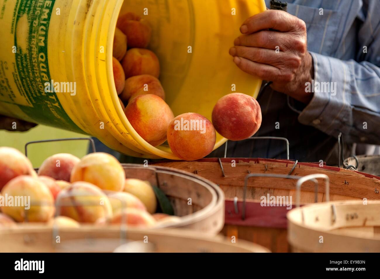 Die Pfirsiche kommen immer als Truman Reeves in eine andere Charge bringt. Stockfoto