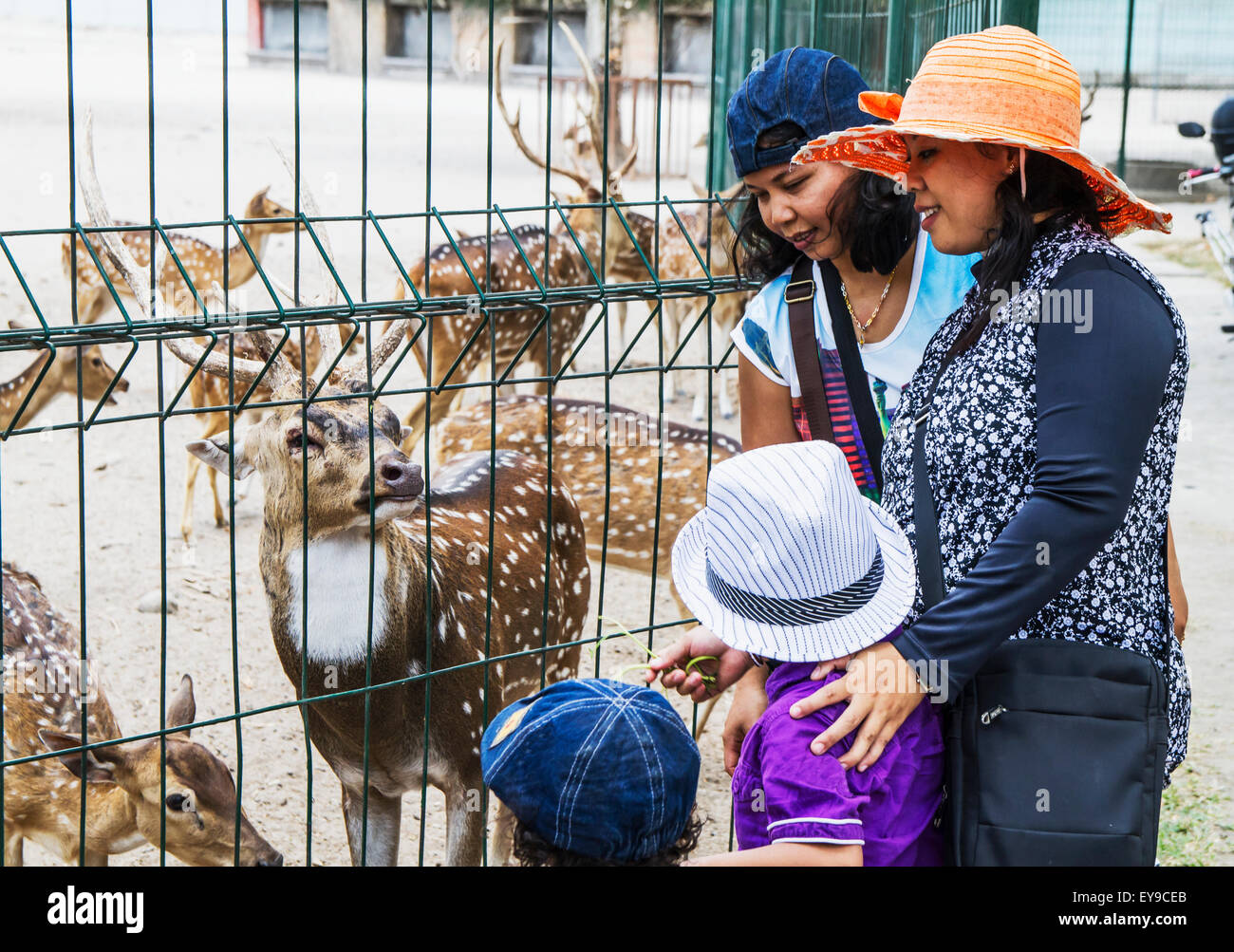 Kinder, die Fütterung ein Chital (Axis Axis), Prambanan, Java, Indonesien Stockfoto