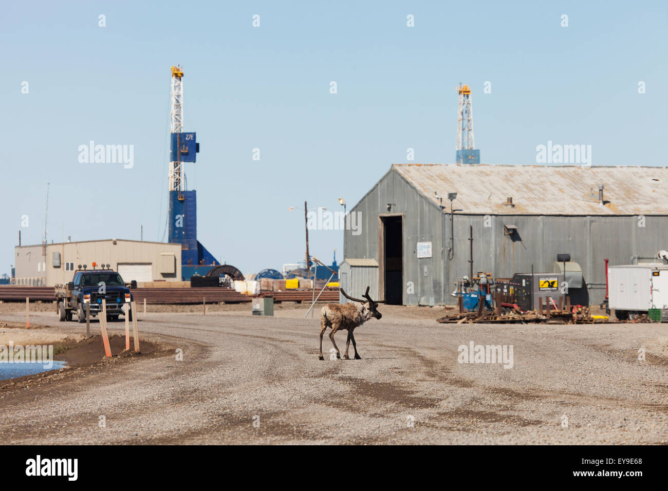 Deadhorse, Caribou, LKW, Alaska, Tierwelt Stockfoto