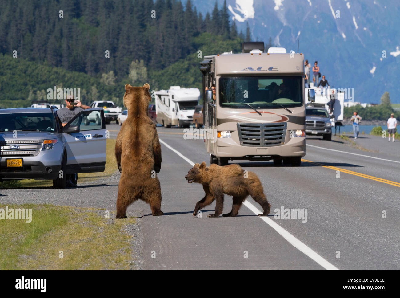 Grizzly, Cub, Alaska, Valdez, Wohnmobil, Wildtiere Stockfoto