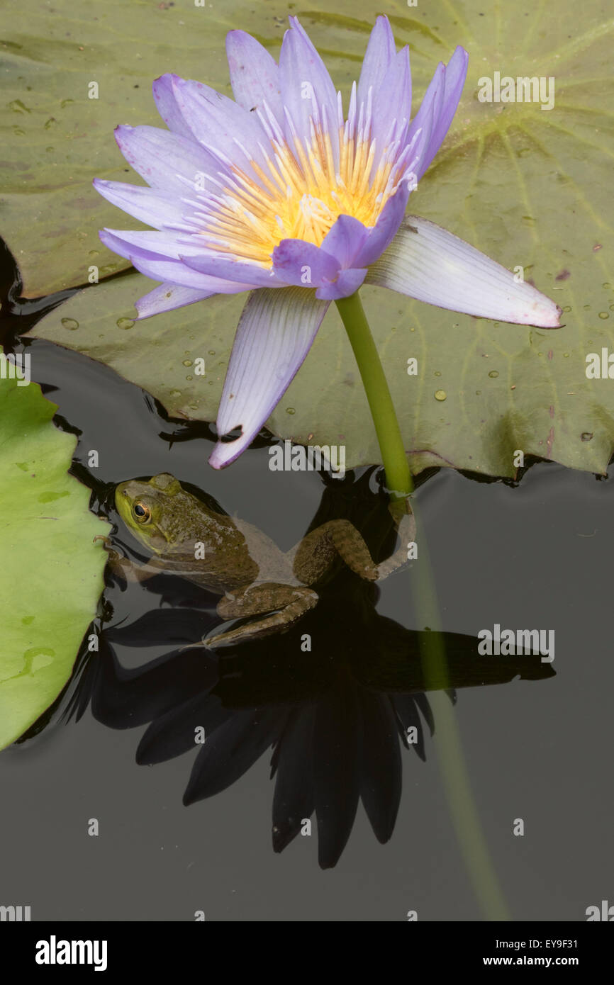 Amerikanischer Ochsenfrosch (Lithobates Catesbeianus), heimisch in Nordamerika, (Rana Catesbiena), Washington, District Of Columbia, o Stockfoto