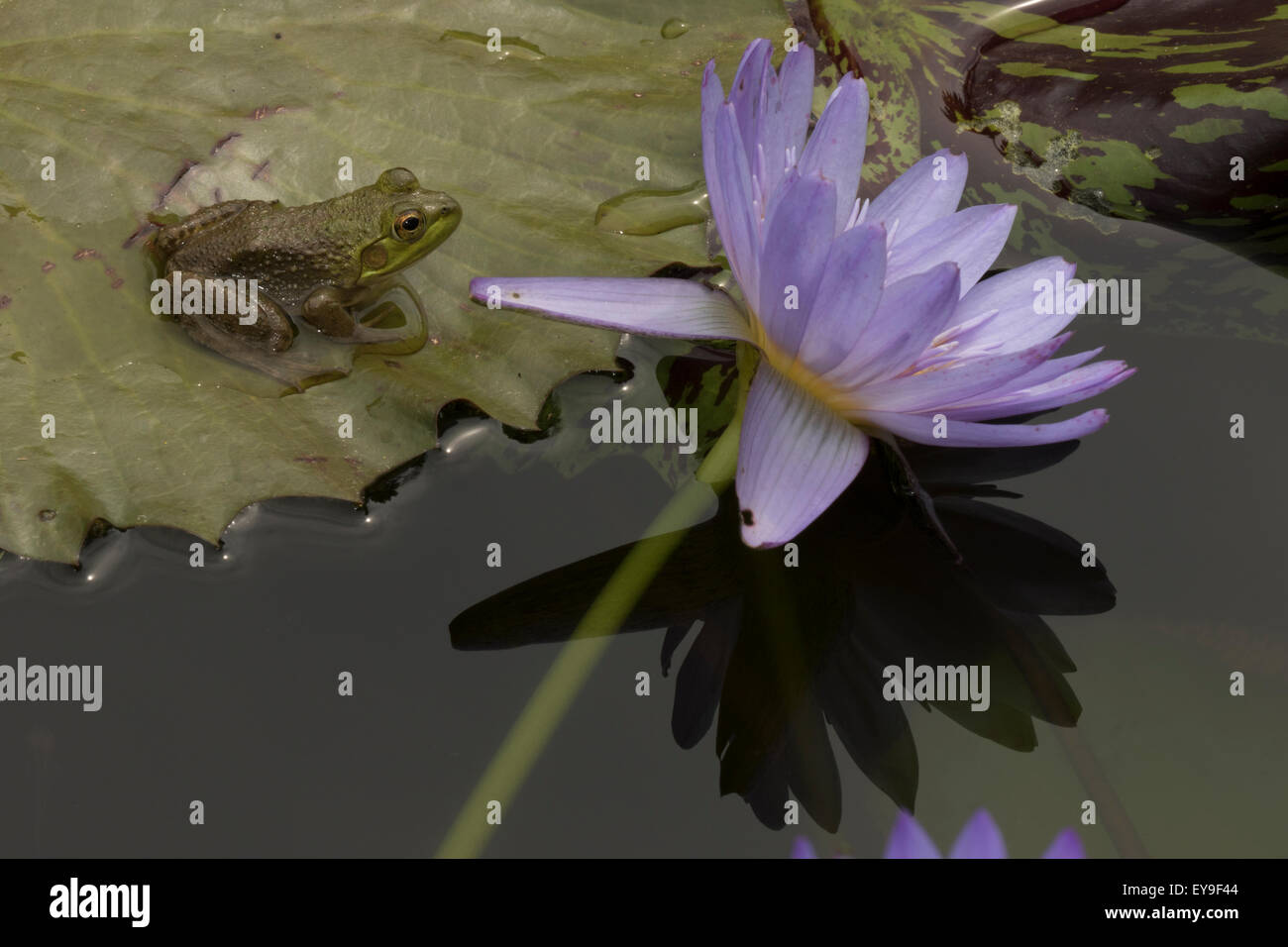 Amerikanischer Ochsenfrosch (Lithobates Catesbeianus), heimisch in Nordamerika, (Rana Catesbiena), Washington, District Of Columbia, o Stockfoto