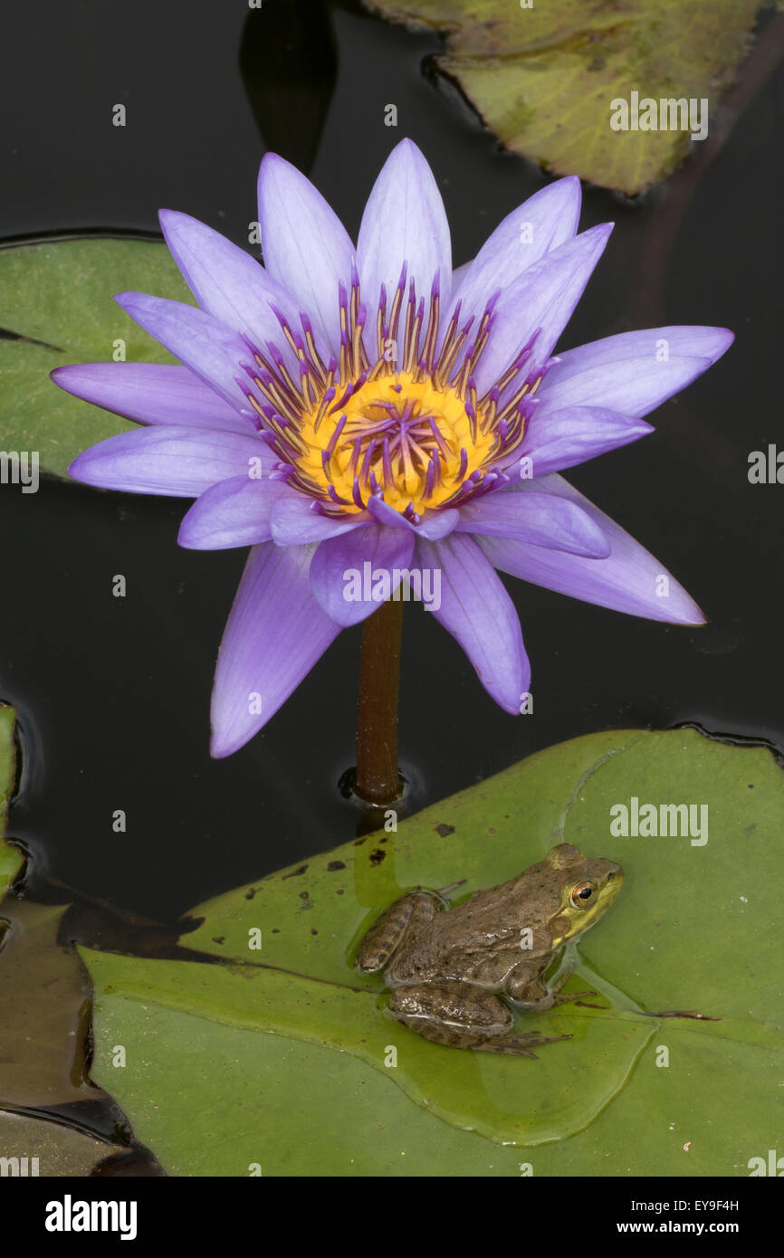 Amerikanischer Ochsenfrosch (Lithobates Catesbeianus), heimisch in Nordamerika, (Rana Catesbiena), Washington, District Of Columbia, o Stockfoto