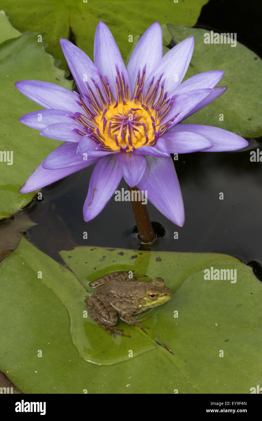 Amerikanischer Ochsenfrosch (Lithobates Catesbeianus), heimisch in Nordamerika, (Rana Catesbiena), Washington, District Of Columbia, o Stockfoto