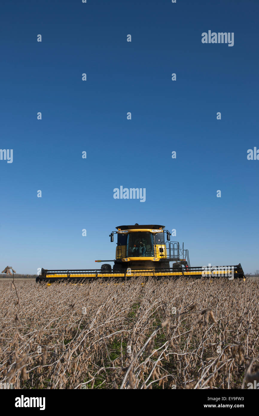 Neues Holland CR9060 kombinieren Ernte Sojabohnen; Dyersville, Tennessee, Vereinigte Staaten von Amerika Stockfoto