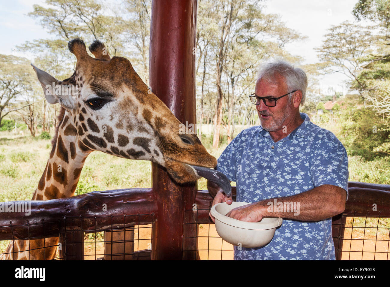 Touristischen Fütterung ein Rothschild-Giraffen (Giraffa Plancius Rothschildi) auf der Giraffe Centre; Nairobi, Kenia Stockfoto
