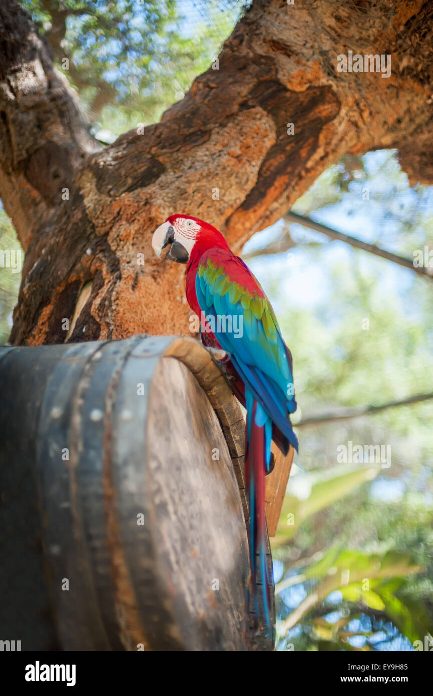 Bunte Papagei sitzt auf einem Fass auf dem Hintergrund der Natur Stockfoto