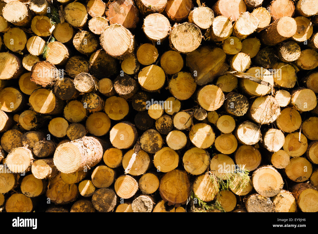 gesägten Bäume Stockfoto