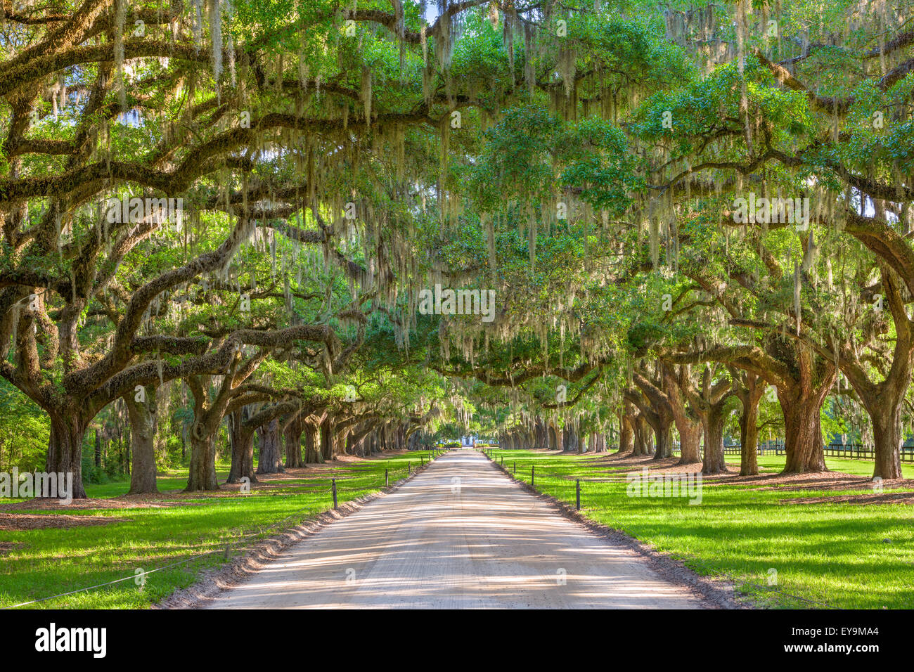 Charleston, South Carolina, USA, von Bäumen gesäumten Plantage Eingang. Stockfoto