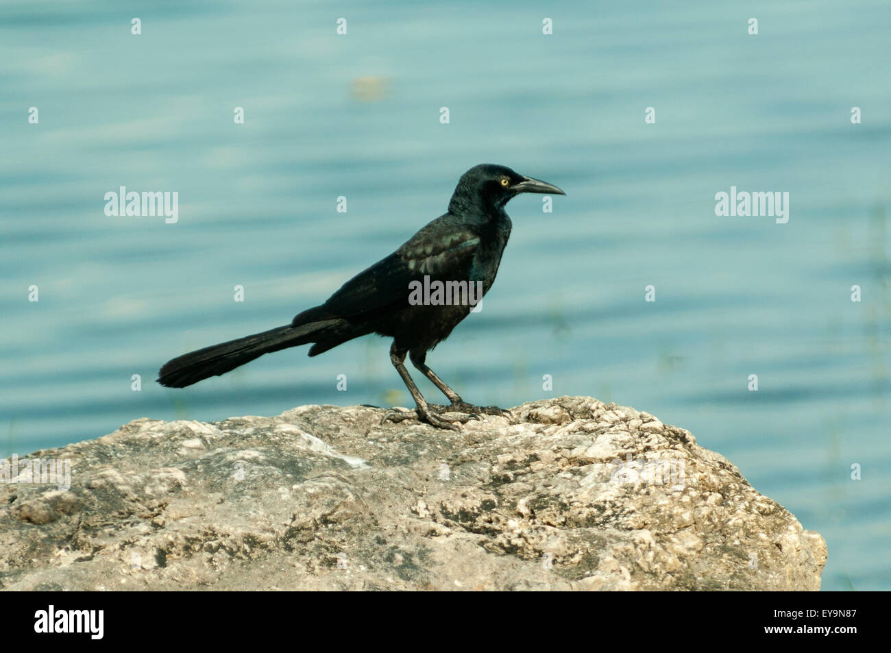 Quiscalus Mexicanus, Great-tailed Grackle am Lago Petén Itzá, Guatemala Stockfoto