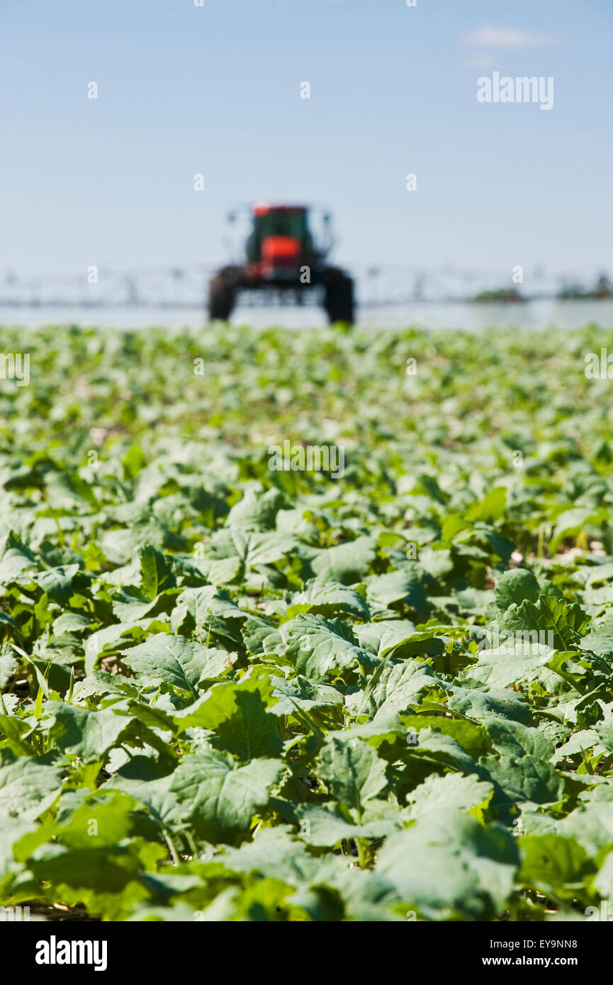 Eine hoher Bodenfreiheit Sprayer gilt Herbizid für frühen Wachstum Raps, in der Nähe von Dugald; Manitoba, Kanada Stockfoto