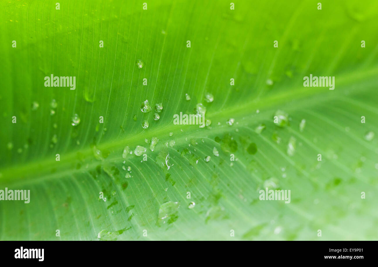 Blase auf grünes Blatt für Hintergrund, selektiven Fokus hautnah Stockfoto