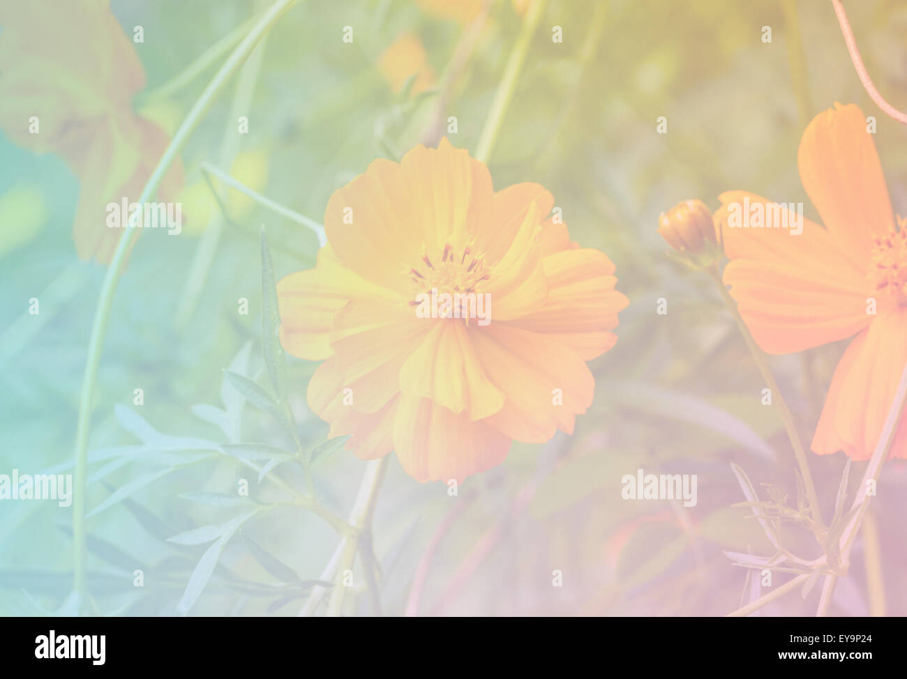 Blume süß Farbe und Hintergrund weichzeichnen Stockfoto