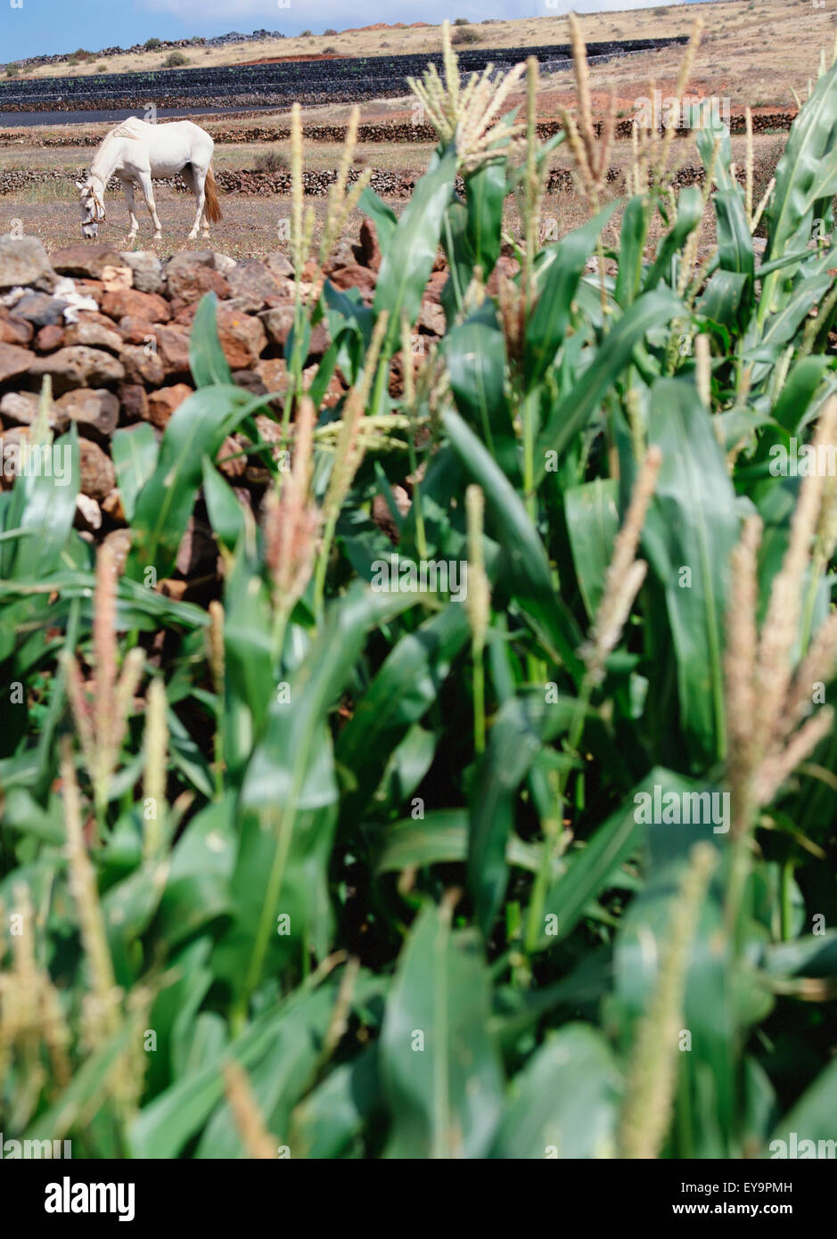 Pferde grasen auf Feldern mit Maispflanzen im Vordergrund Stockfoto