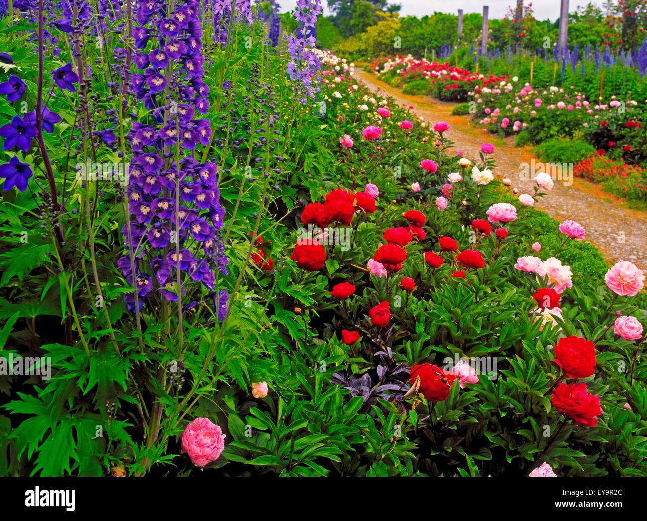 Mount Congreve Gardens, Co Waterford, Irland; Pfingstrosen und Rittersporn Stockfoto