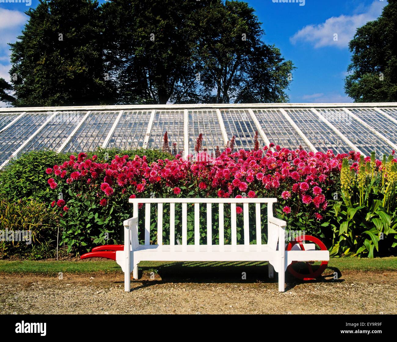 Mount Congreve Gardens, Co Waterford, Irland; Dahlien hinter einer Bank Stockfoto