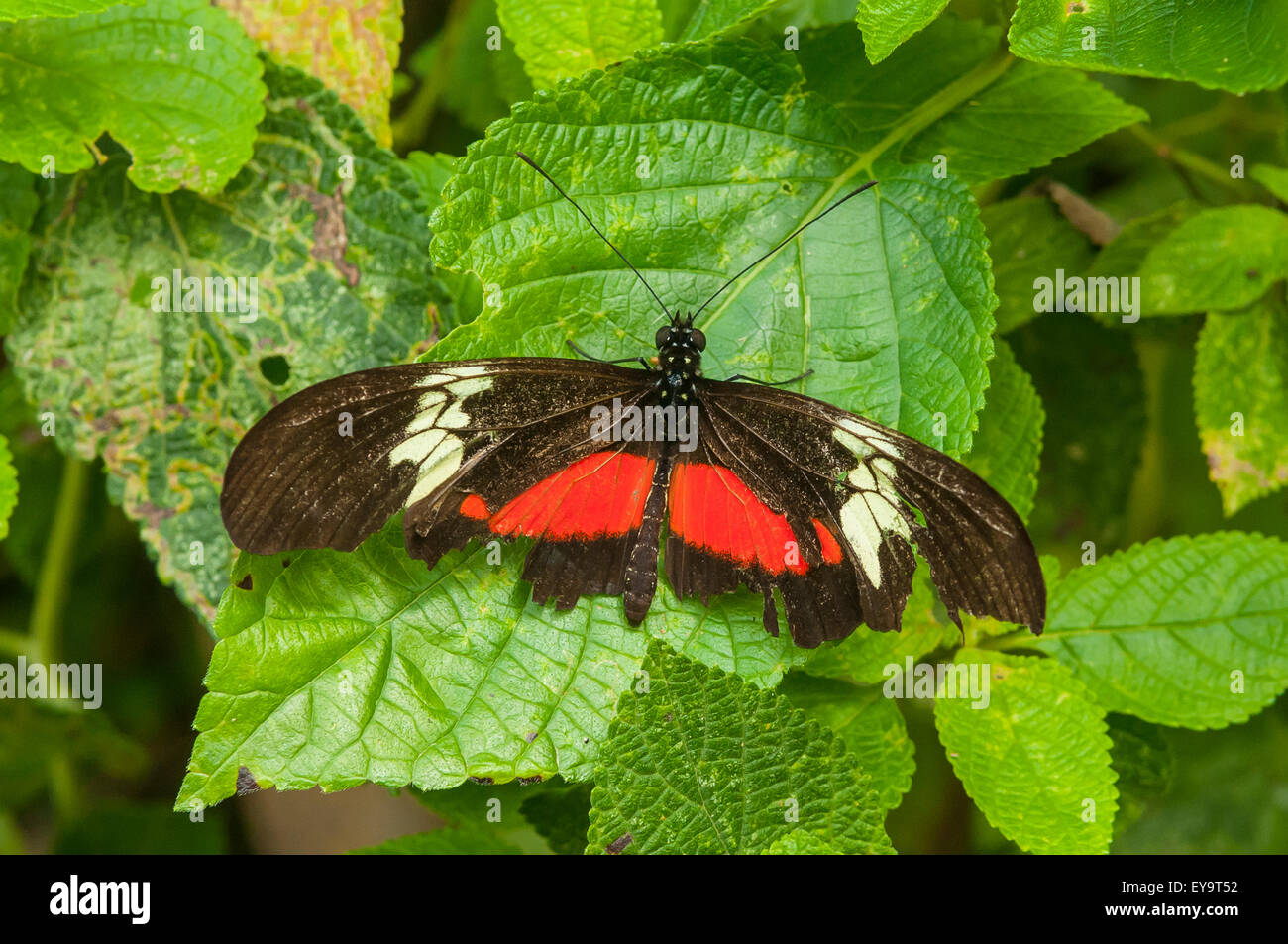 Heliconius Erato Petiverana, Red Postbote Butterfly am Lake Atitlan, Guatemala Stockfoto