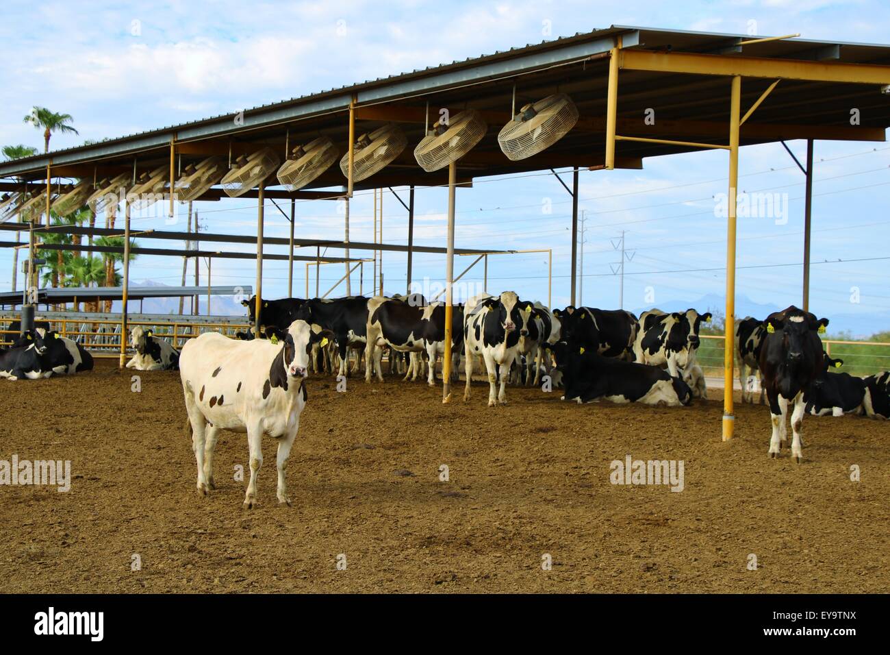 Milch- und Kuh Bauernhof Stockfoto