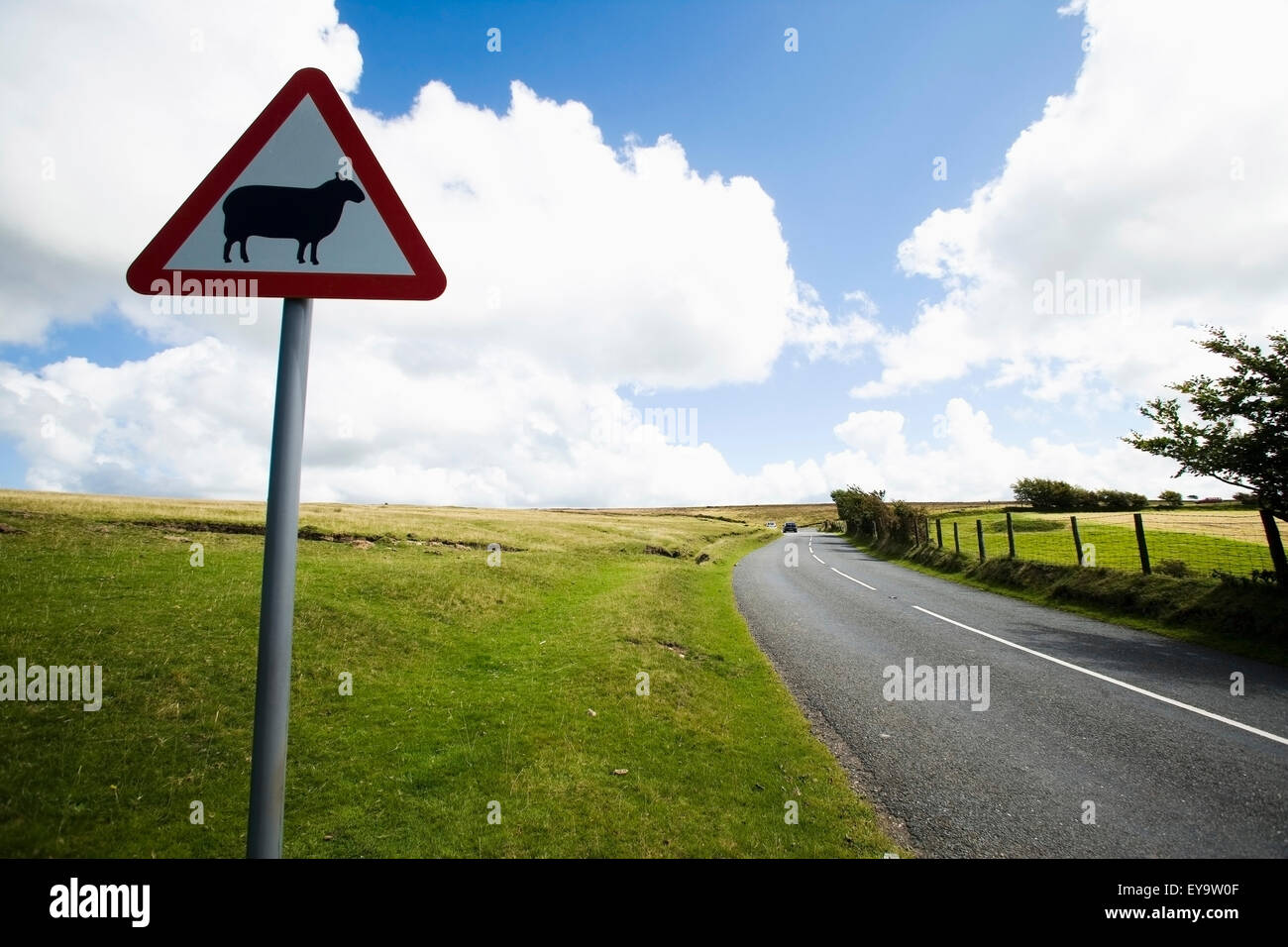 Schaf-Warnschild durch Biegung am Straßenrand kehren Stockfoto