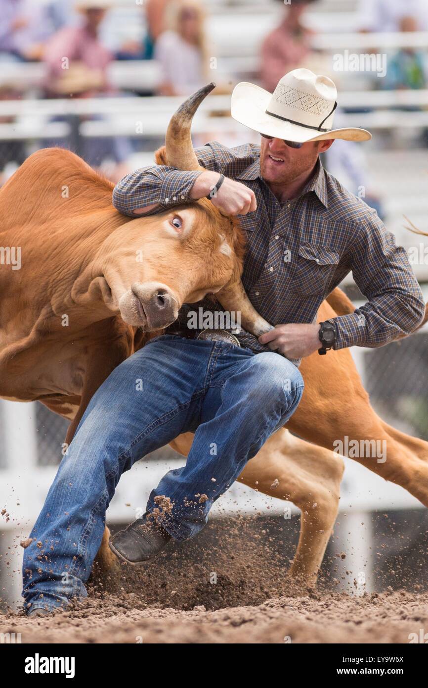 Cheyenne, Wyoming, USA. 24. Juli 2015. Steer Ringer Jarret neue Wimberley, Texas und senkt seine Steuern an die Cheyenne Frontier Days Rodeo in Frontier Park Arena 24. Juli 2015 in Cheyenne, Wyoming. Frontier Days feiert die Cowboy Traditionen des Westens mit einem Rodeo, Parade und Fair. Stockfoto