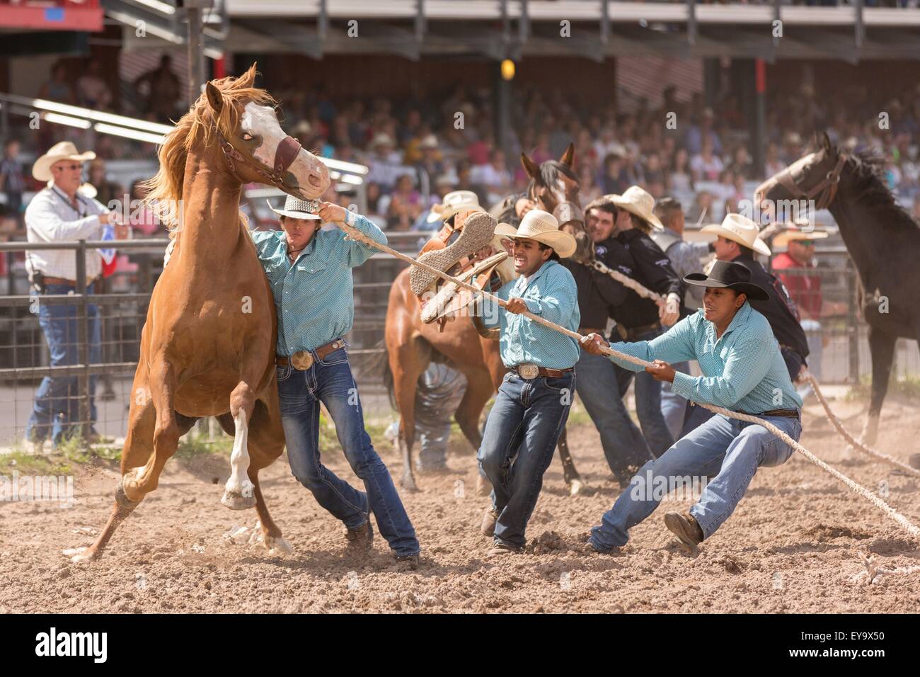 Cheyenne, Wyoming, USA. 24. Juli 2015. Eine Gruppe von Cowboys versuchen, ein wildes Pferd während der Wild Horse Race bei den Cheyenne Frontier Days Rodeo in Frontier Park Arena 24. Juli 2015 in Cheyenne, Wyoming bereitzustellen. Frontier Days feiert die Cowboy Traditionen des Westens mit einem Rodeo, Parade und Fair. Stockfoto