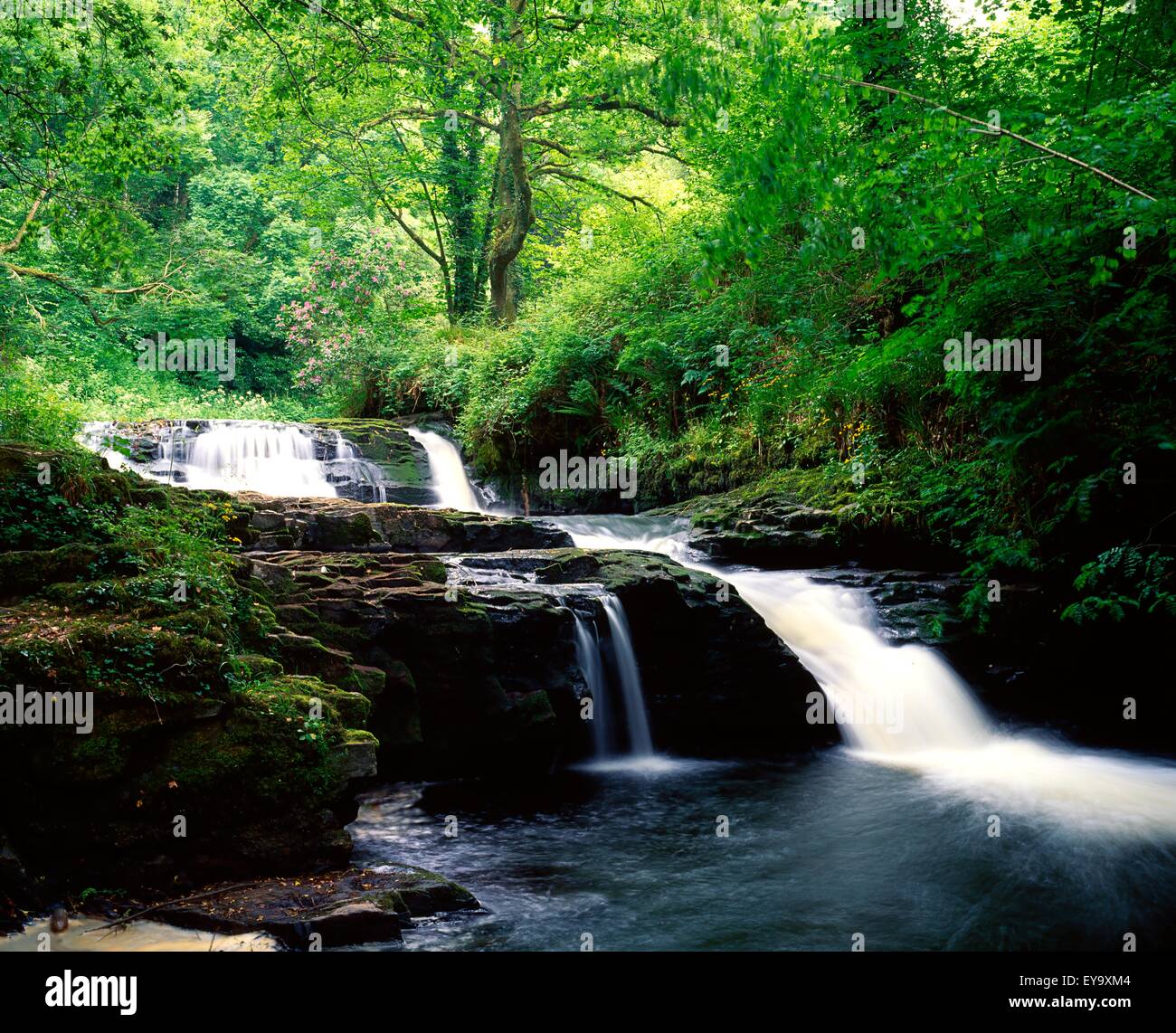 Clare Glens, Co Limerick, Irland; Irische Landschaft Stockfoto