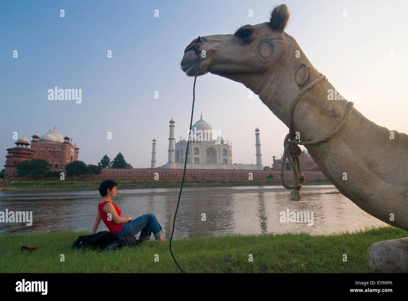 Kamel vor Frau sitzen auf Rucksack bewundern das Taj Mahal Stockfoto