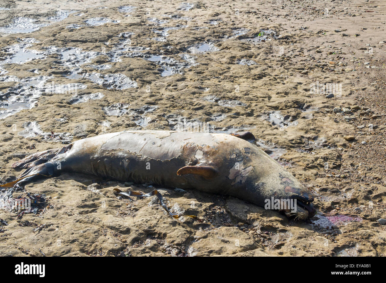 Toten Abdichtung an Filey Brigg filey North Yorkshire UK Stockfoto