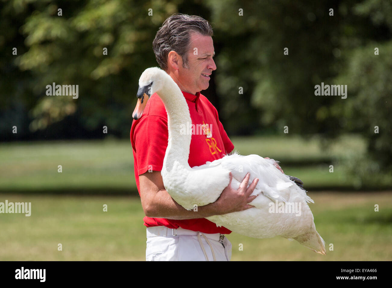 Jährliche Swan Upping Henley 2015 Stockfoto