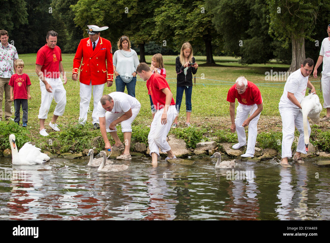 Jährliche Swan Upping Henley 2015 Stockfoto